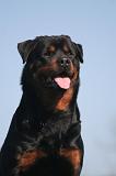 ROTTWEILER 624